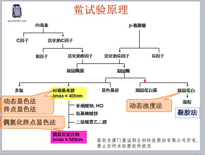 鲎试剂原理.jpg